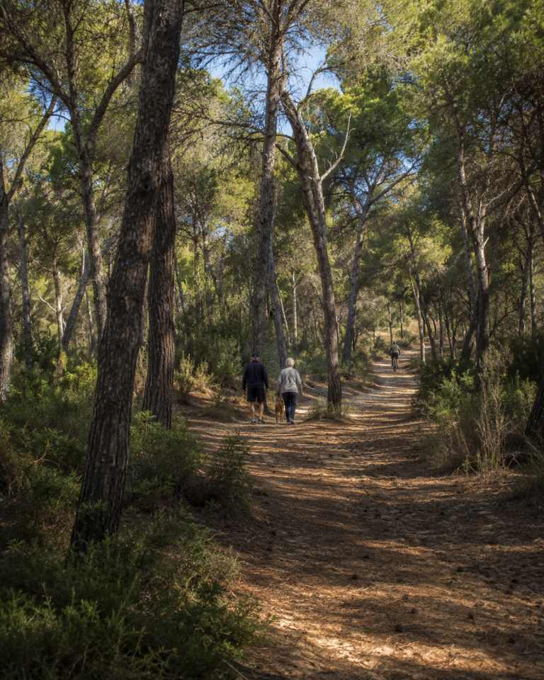 Guardamar pine forest walking path near residential areas and beaches